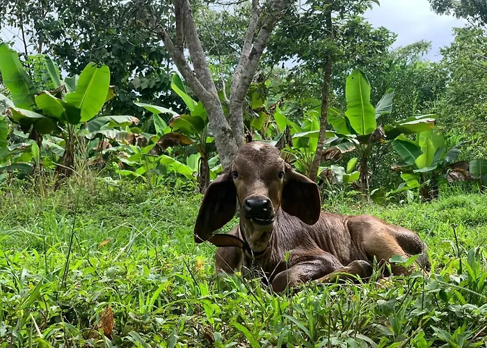 La Munequita Lodge 1 - Culture & Nature Experience