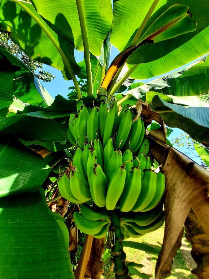 Appartement La Munequita 1 - Culture & Nature Experience Palmar Norte